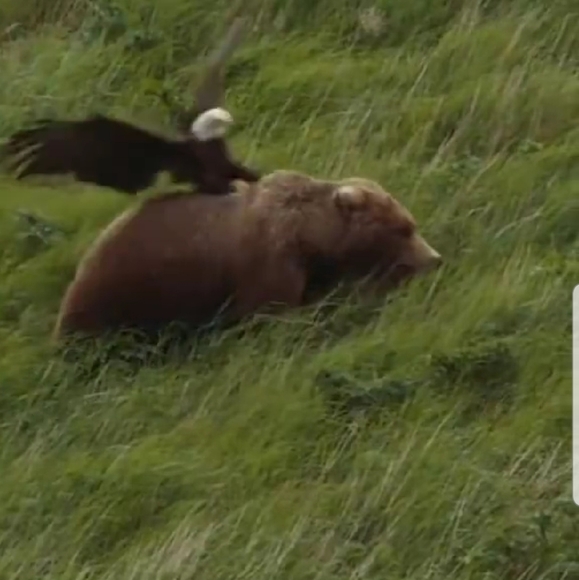 Meet your Posher, Cesar - Picture 1 of 1